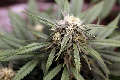 白色的花在微距镜头
